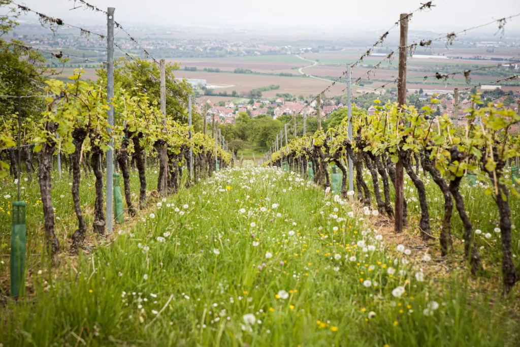 Hiking trails in Alsace Vineyards
