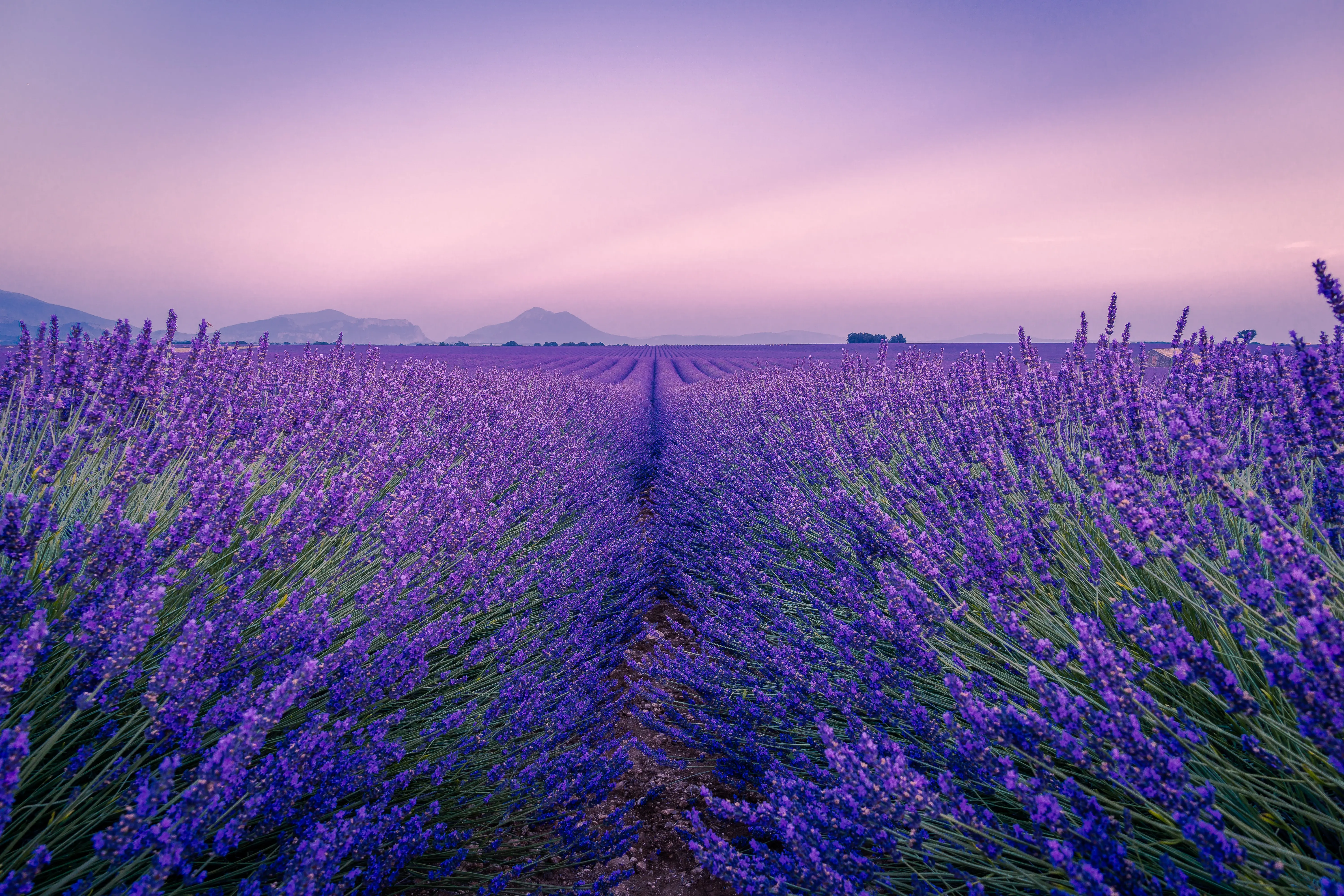14-day itinerary in France: Lavender fields